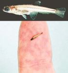 ikan terkecil di atas jari manusia (inset; foto ikan ini diperbesar)