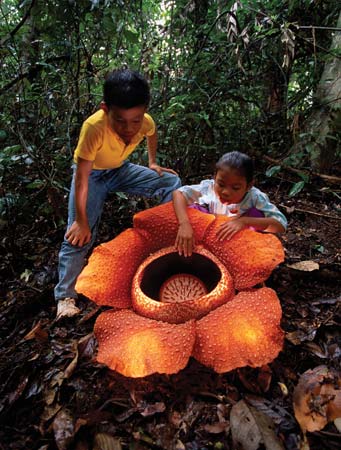 rafflesia arnoldi أكبر زهره العالم rafflesia-arnoldi.jp