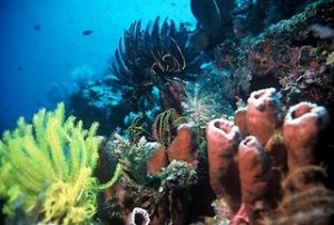 Terumbu Karang (Coral Reef)