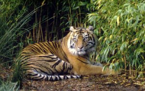 Harimau Sumatera atau Sumatran Tiger