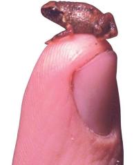 Katak terkecil dari Papua, Oreophryne minuta
