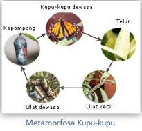 metamorfosa-kupu-kupu