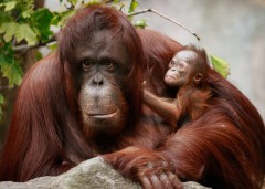 Orangutan dan bayinya