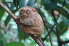 pygmy tarsier