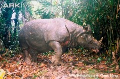 Badak Jawa Rhinocerus sondaicus