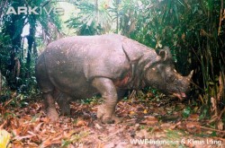 Badak Jawa gambar terpopuler di Alamendah's Blog