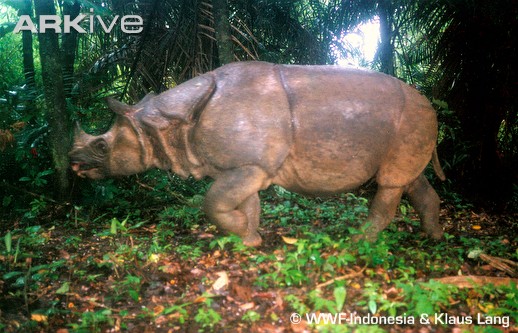 Rhinoceros Sondaicus