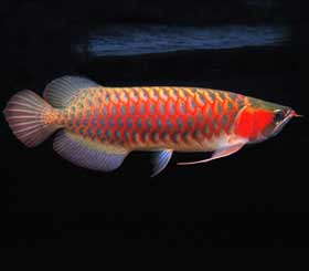 Ikan Siluk Merah dalam Aquarium