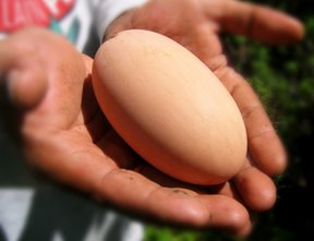 maleo telur