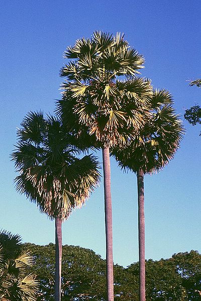 pohon-lontar-borassus-flabellifer.jpg