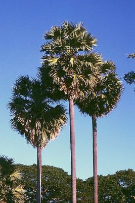 Pohon Lontar Borassus flabellifer