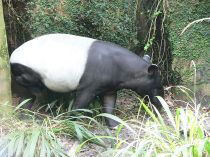 Tapir Asia Tapirus indicus