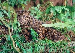 Macan Dahan hewan endemik Kalimantan dan Sumatera