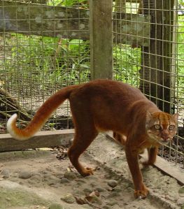 Kucing Merah atau Borneo Bay Cat