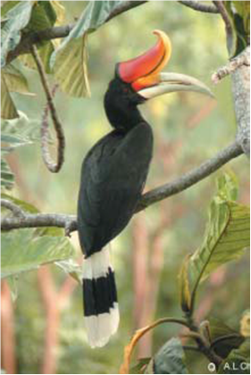 Keanekaragaman Burung Rangkong (Enggang) Indonesia | Al