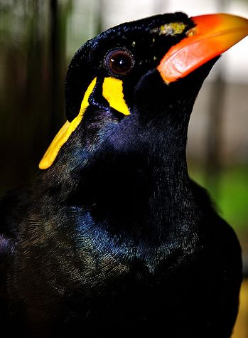 Beo Nias Burung Endemik Peniru Ulung | Alamendah's Blog