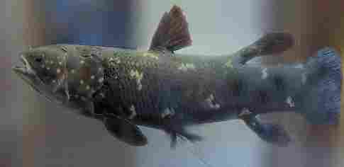 Ikan Raja Laut (Coelacanth) Ikan Purba | Alamendah's Bl