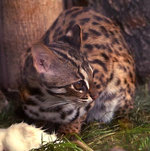Kucing hutan di Jawa disebut juga meong congkok