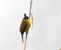 Burung kutilang emas flora identitas kabupaten Pekalong