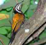 Burung pelatuk bawang satwa maskot kabuapten Banjarnegara