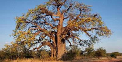 Pohon Baobab pohon raksasa