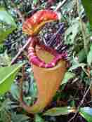 Nepenthes sumatrana