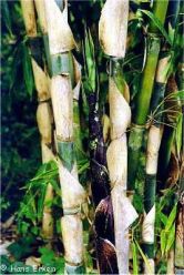 Bambu Apus (Gigantochloa apus)