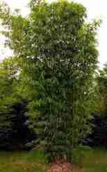 Bambu Legi (Gigantochloa atter)