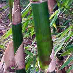 Bambu Tutul (Bambusa maculata)