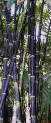 Bambu Wulung (Gigantochloa atroviolacea)