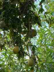 Buah maja (Aegle marmelos) di pohonnya