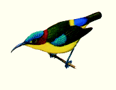 Gambar ilustrasi Burung Madu Sangihe (Aethopyga duyvenbodei)