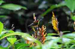 Burung Madu Sangihe (Aethopyga duyvenbodei)