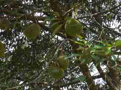 Durian atau Duren (Durio zibethinus)