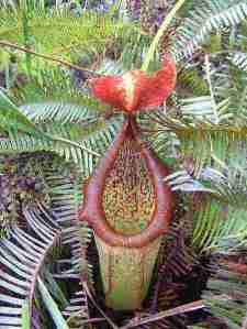 Nepenthes  insignis