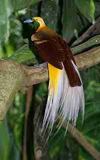 Burung Cendrawasih Burung Surga (Bird of Paradise) | Al