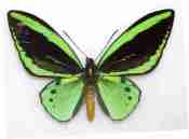 Gambar Ornithoptera priamus