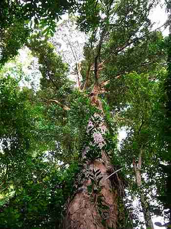 Pohon Kapur, salah satu pohon langka Indonesia