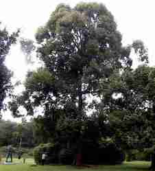 Pohon Kapur (Dryobalanops aromatica)