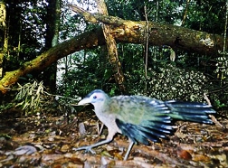 Burung Tokhtor Sumatera yang tertangkap camera trap