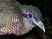 Burung Tokhtor Sumatera (Carpococcyx renauldi)