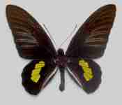 Kupu-kupu Troides haliphron