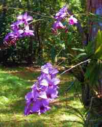 Anggrek Larat (Dendrobium phalaenopsis)