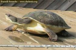 Kura-kura perut putih (Elseya branderhosti)