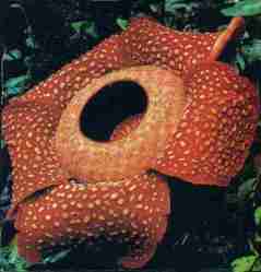 Bunga Rafflesia arnoldii