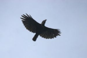 Burung Gagak Banggai (Corvus unicolor)