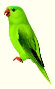 Burung Perkici Buru (Charmosyna toxopei)
