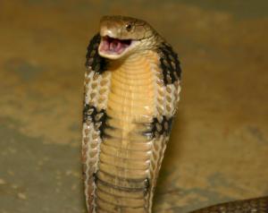 Ular King Kobra (Ophiophagus hannah)