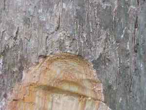Batang pohon gofasa (Vitex cofassus)