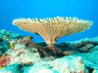 Terumbu-karang-coral-reef-03